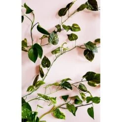 Command™ Mini Hooks Value Pack, Clear, 18 Hooks (17006CLR-VP) -Scott Stationery Shop 510CDF23 D699 4BA9 8798CC4351FE2DB3 s7